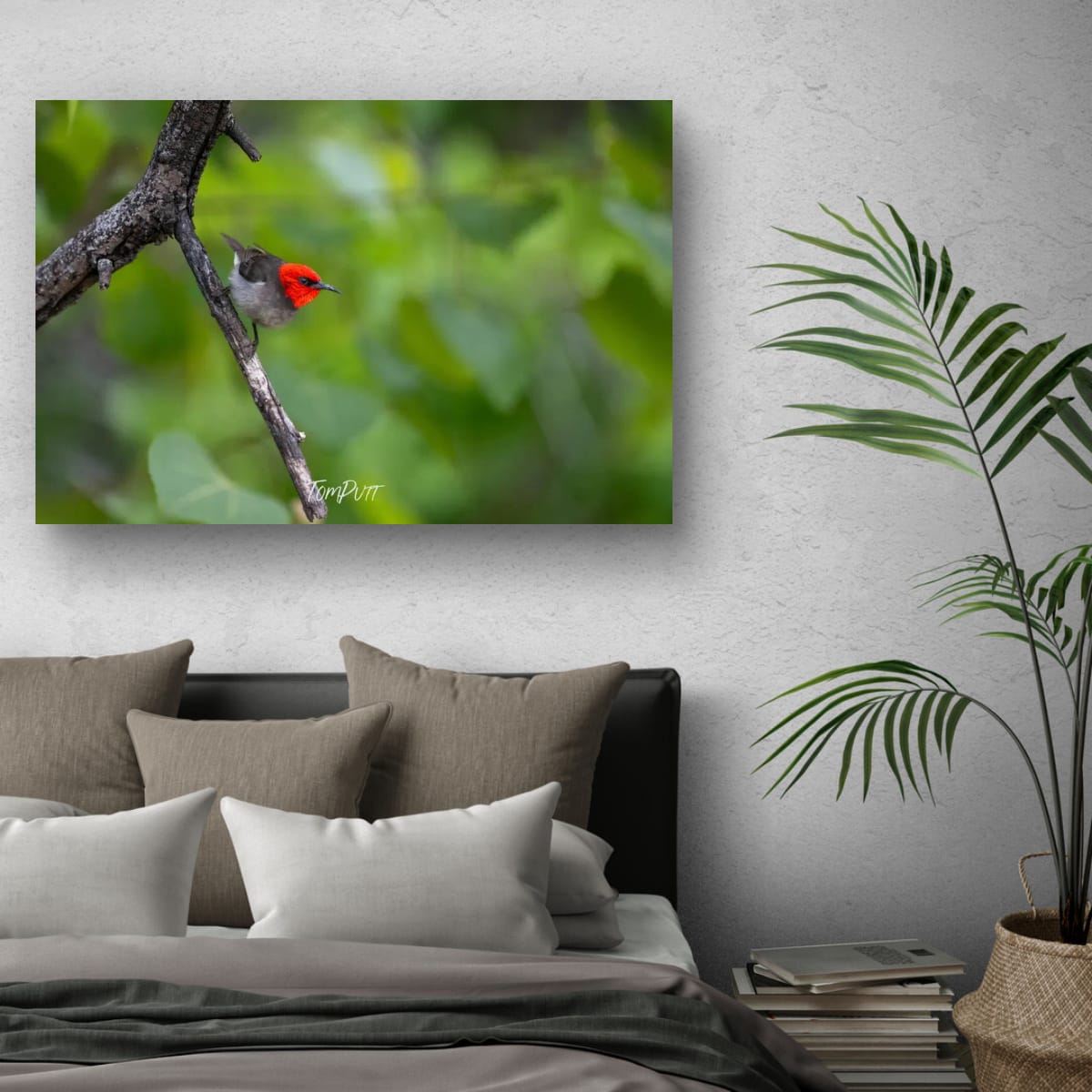 Fiery Gaze. Red-Headed Honeyeater