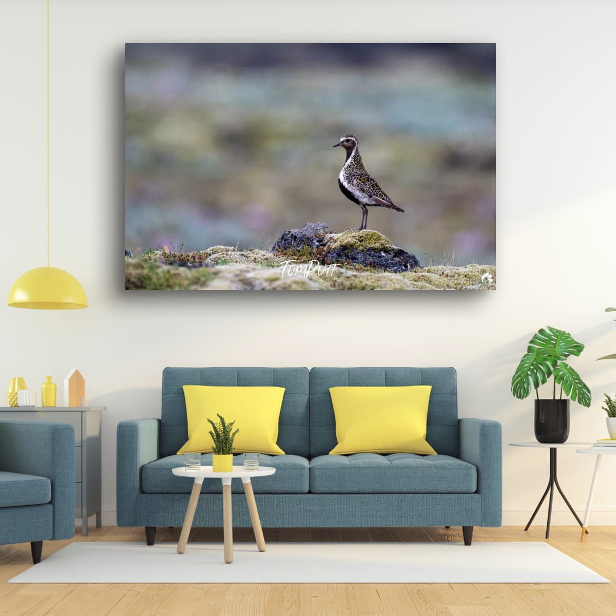Solitude. Golden Plover