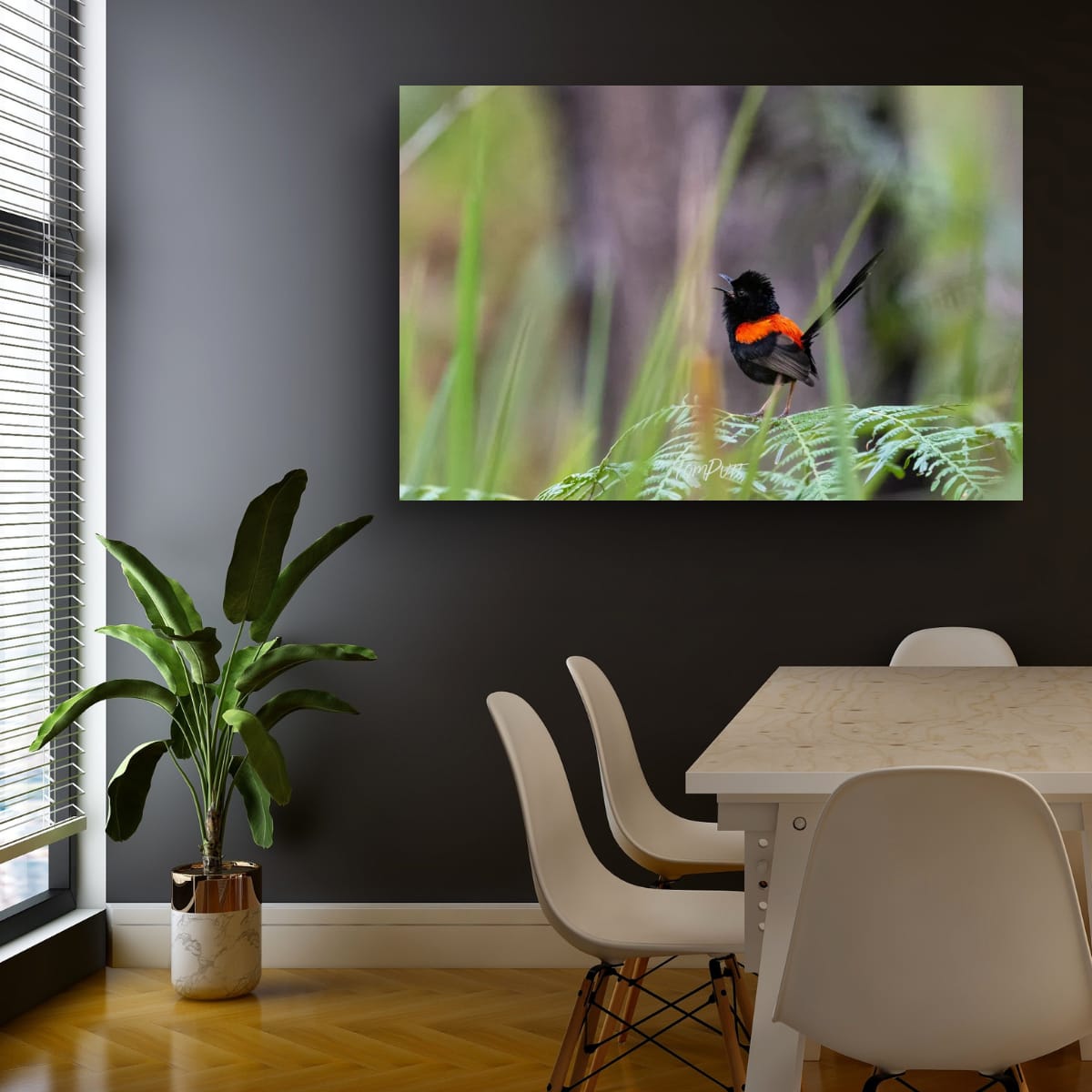 Call of the Red-Backed Fairy Wren