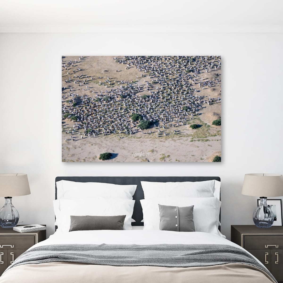 Pelican Gathering, Lake Eyre, SA