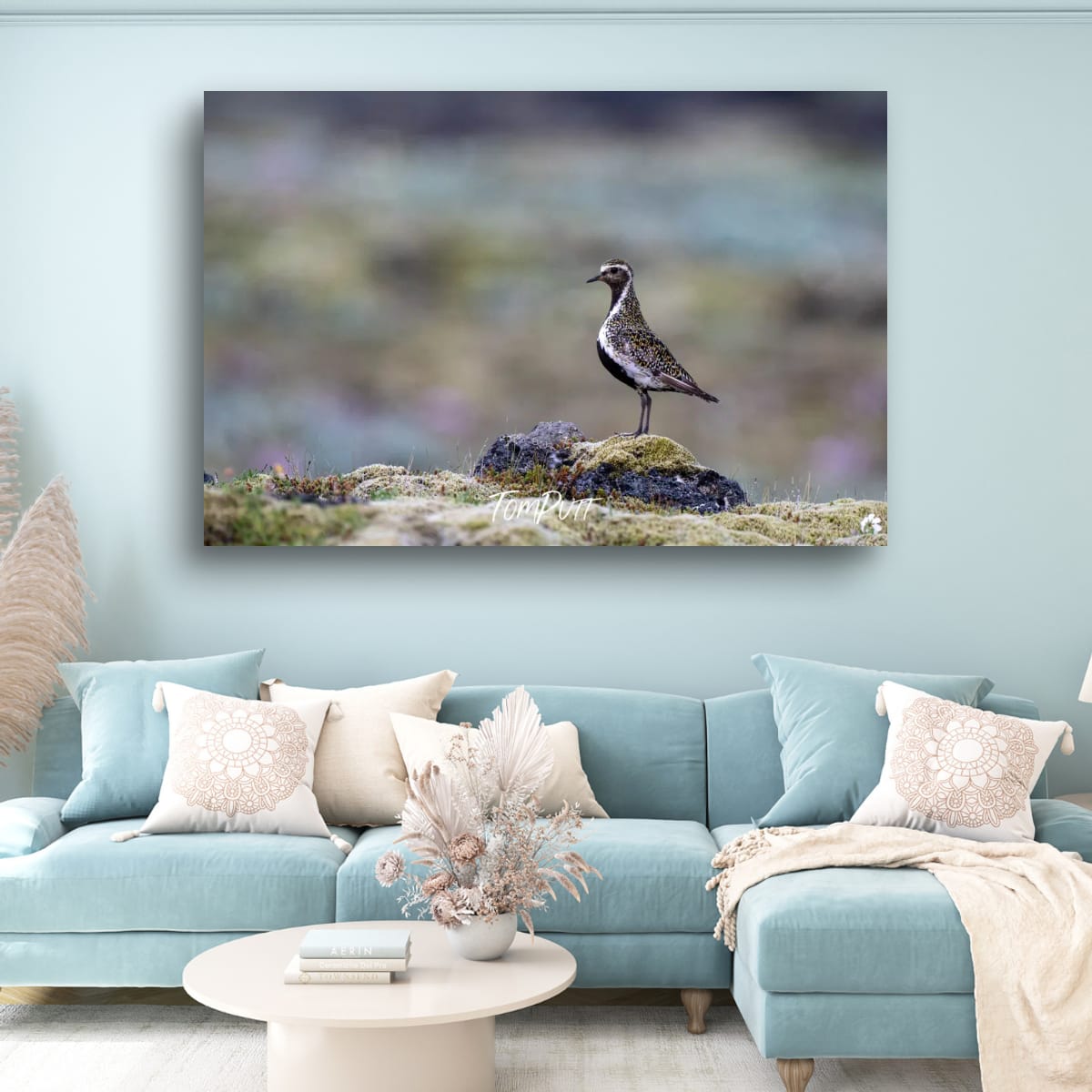 Solitude. Golden Plover