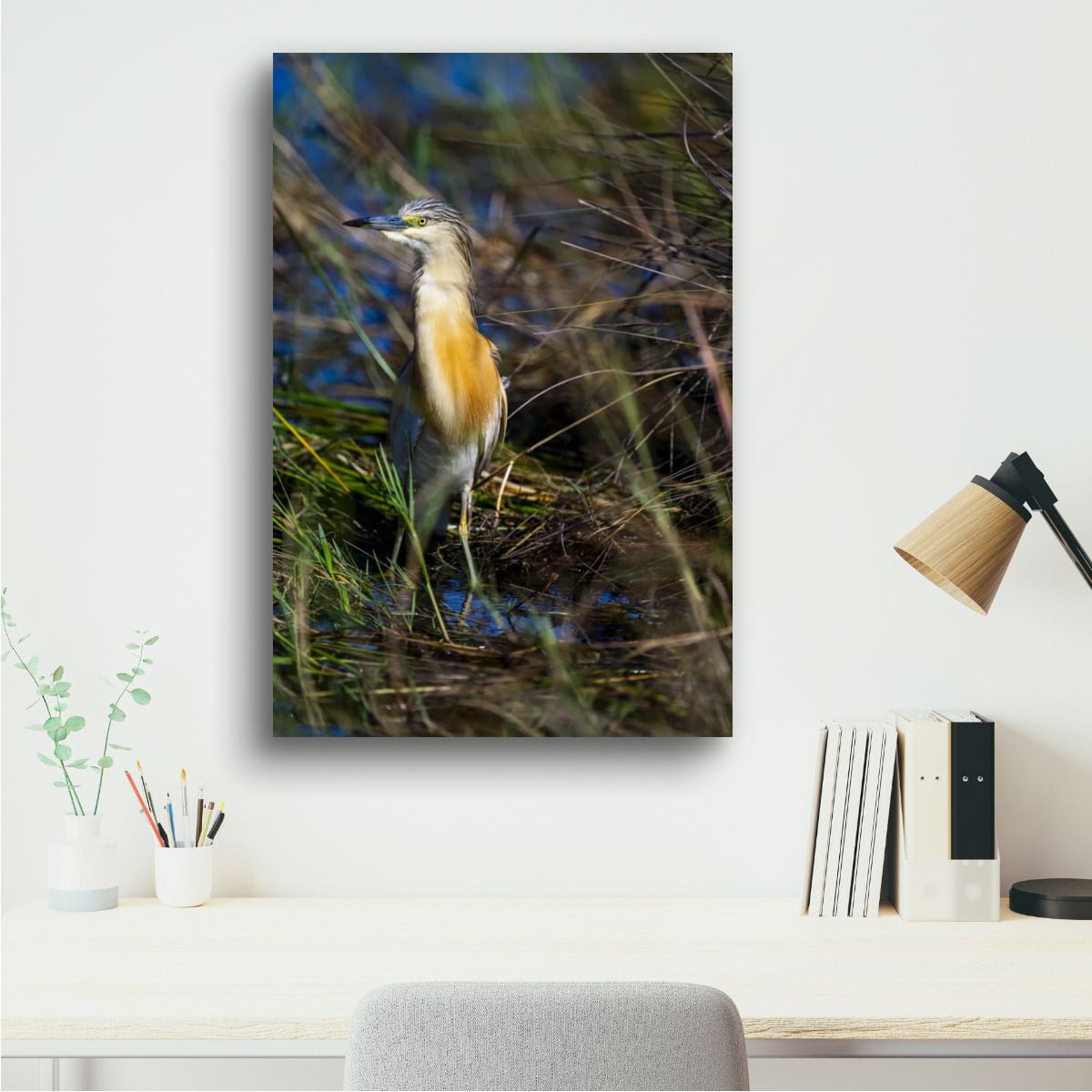 Squacco Heron in the Grass