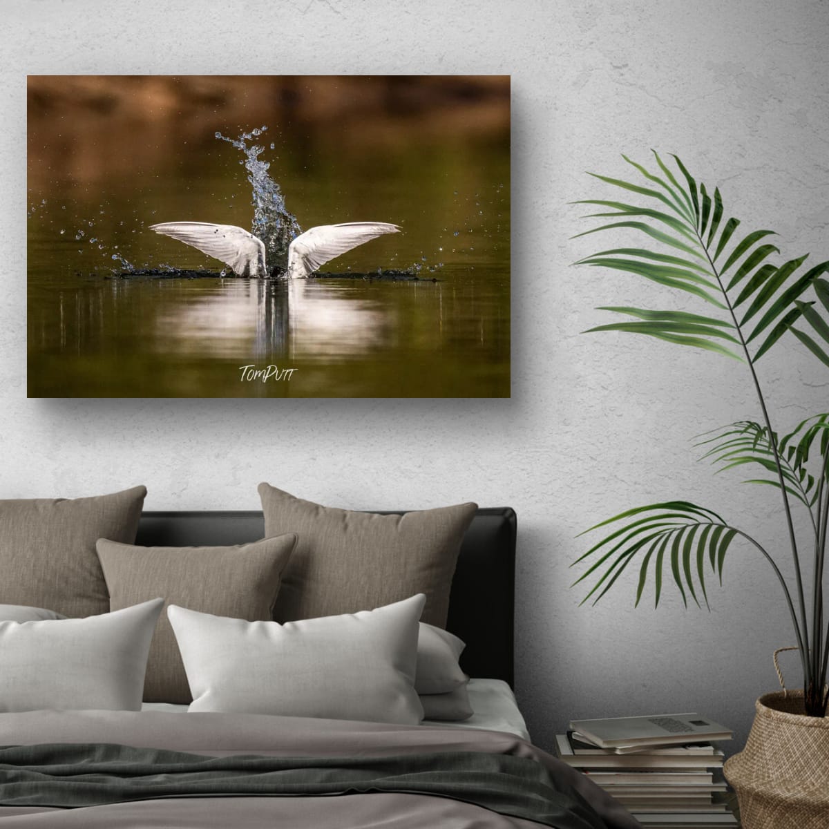 Elegant Splash. Whiskered Tern