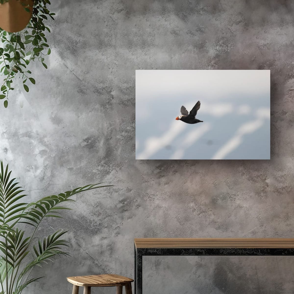 Long Journey: Tufted Puffin