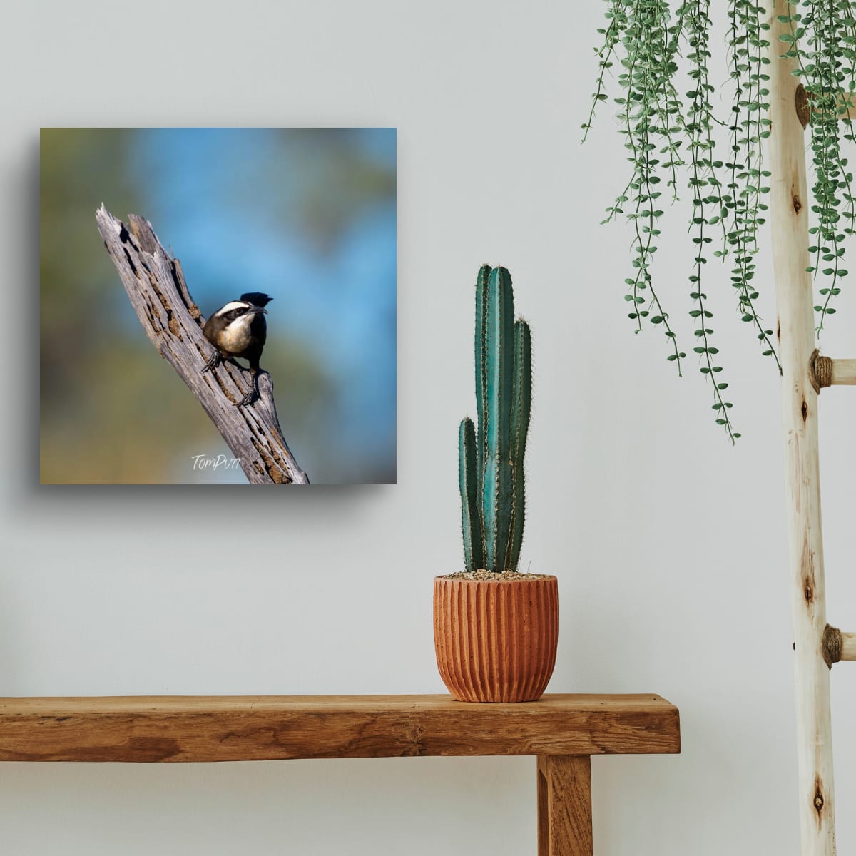 Ready to Fly. Halls Babbler