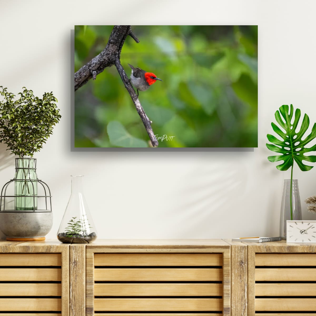 Fiery Gaze. Red-Headed Honeyeater