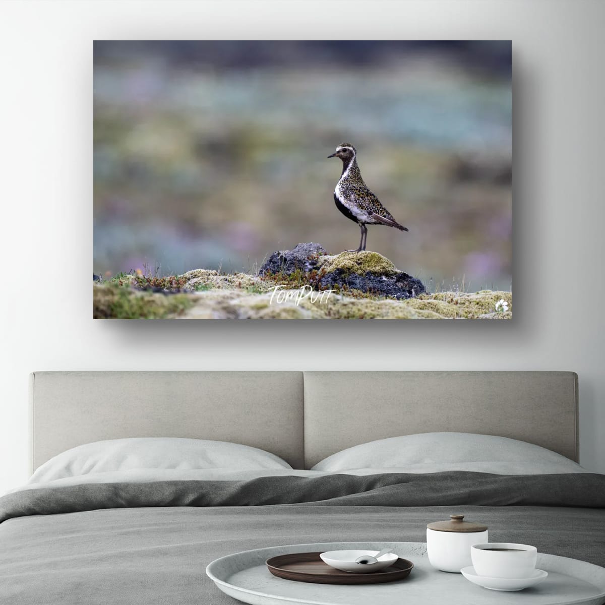 Solitude. Golden Plover