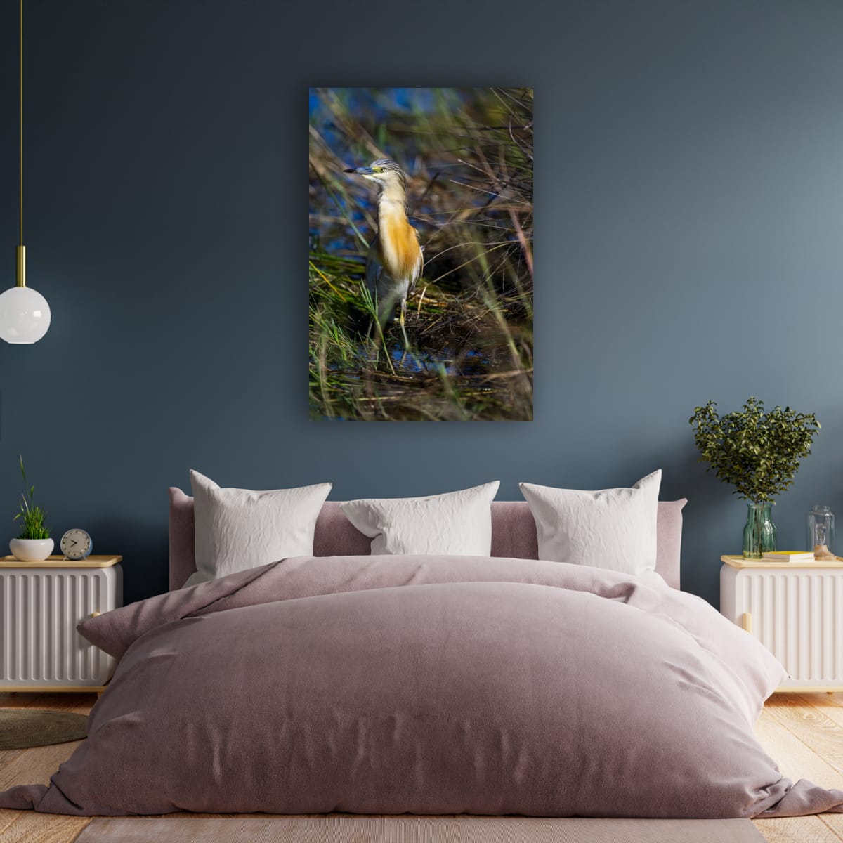 Squacco Heron in the Grass