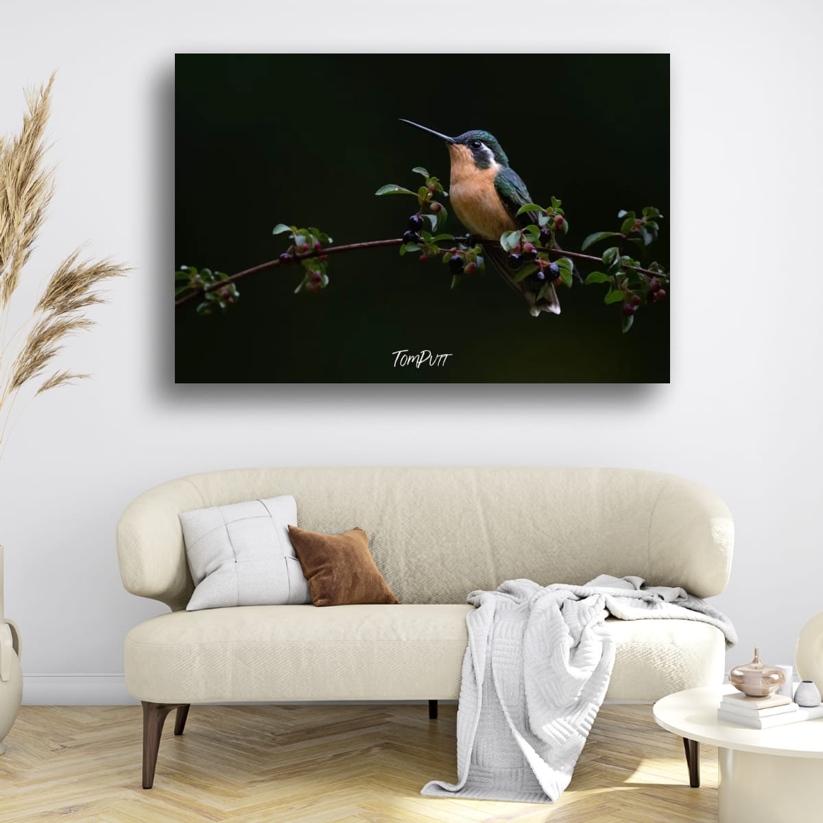 Purple-throated Mountain-gem (female), Costa Rica