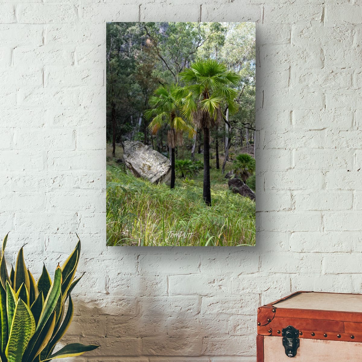 Carnarvon Gorge Palmscape