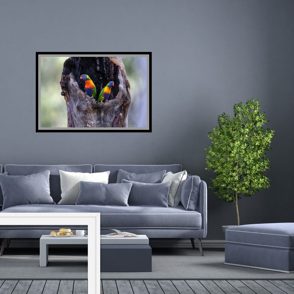 Rainbow Lorikeet Pair, Carnarvon Gorge