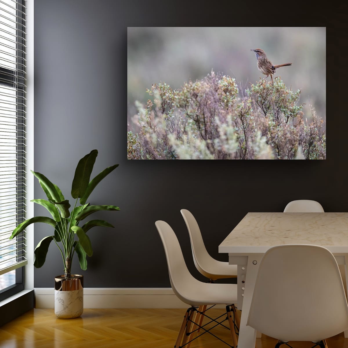 Rufous Fieldwren Sentinel