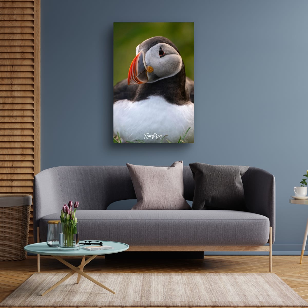 Contemplation. Atlantic Puffin