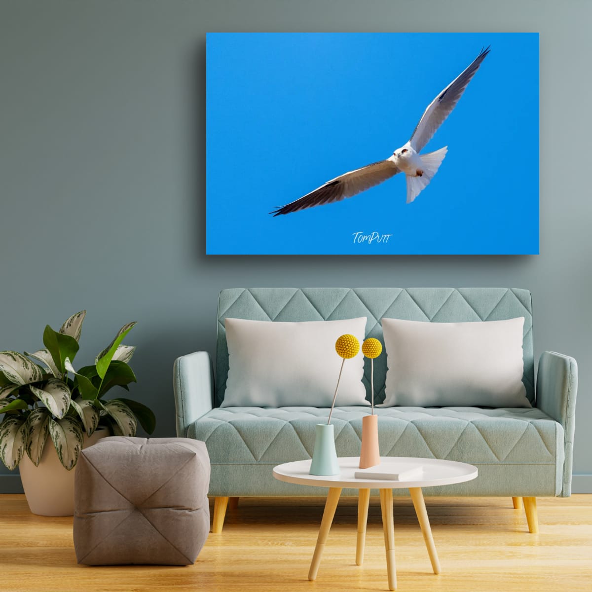 Gliding. Black-Shouldered Kite