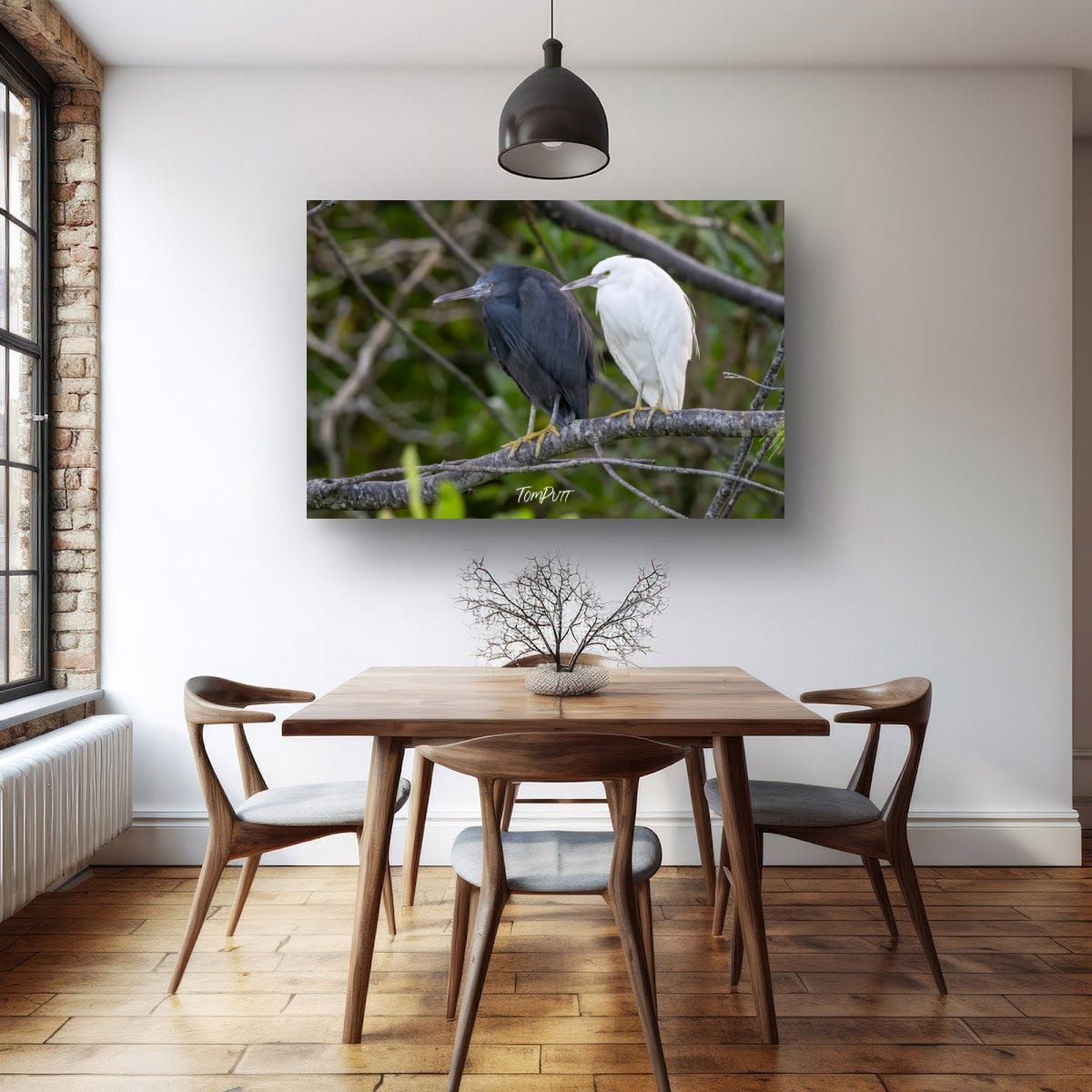 Eastern Reef Herons in Harmony