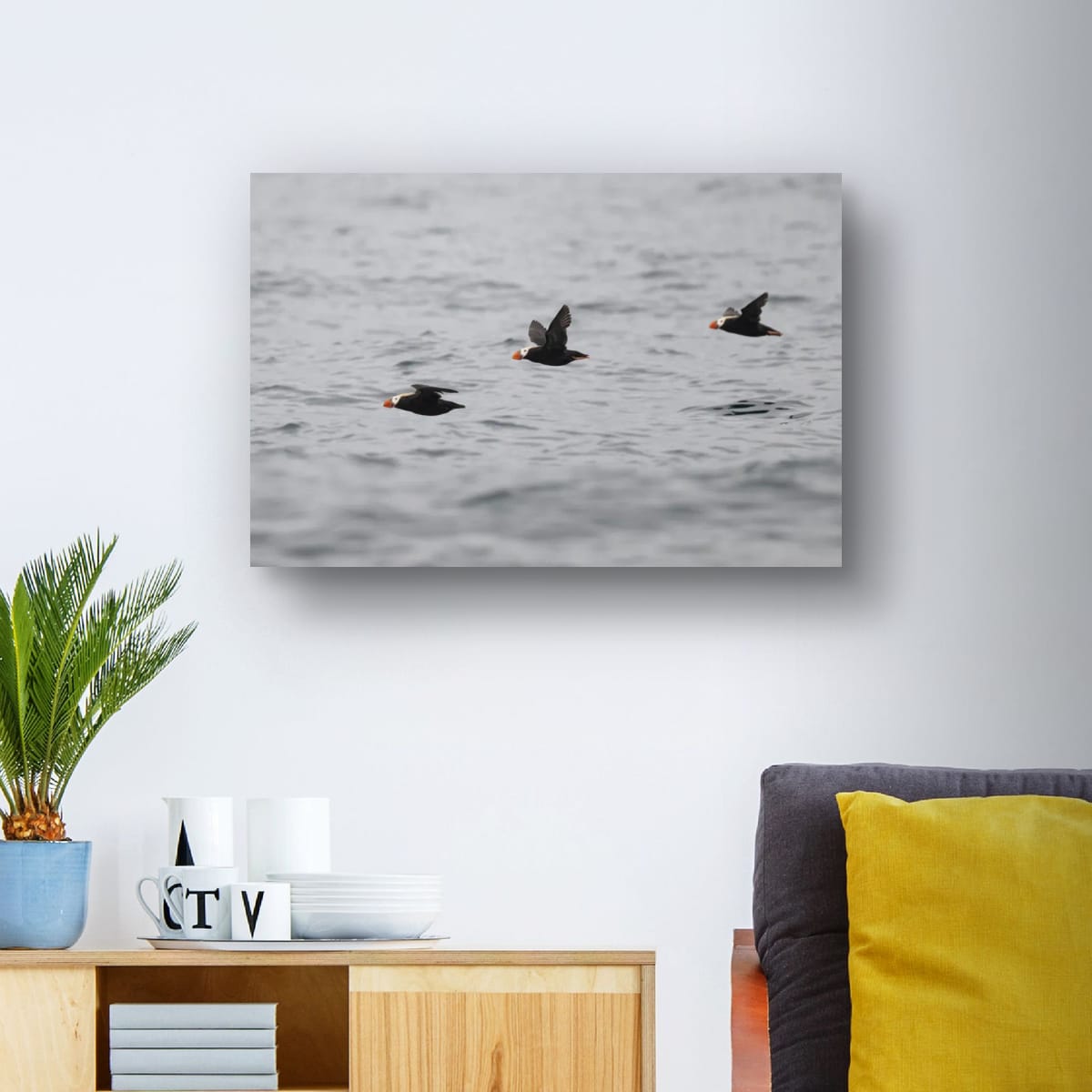 A Trilogy of Tufted Puffins