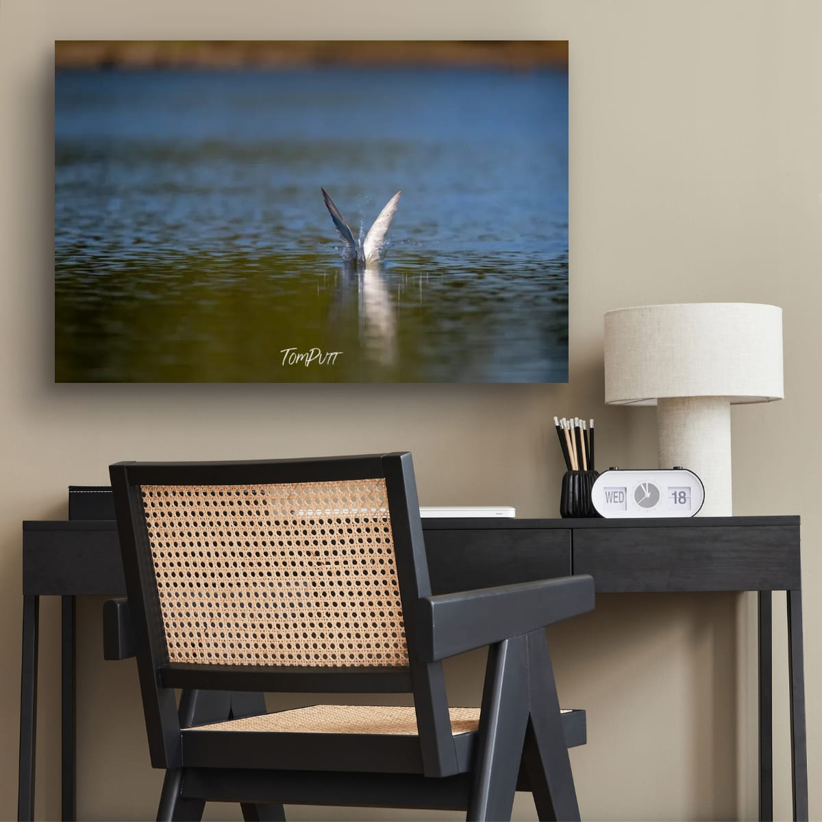 Making a Splash. Whiskered Tern