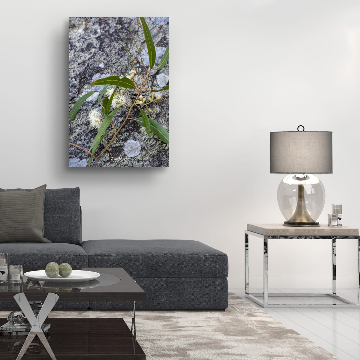 Flowering Gum, Carnarvon Gorge