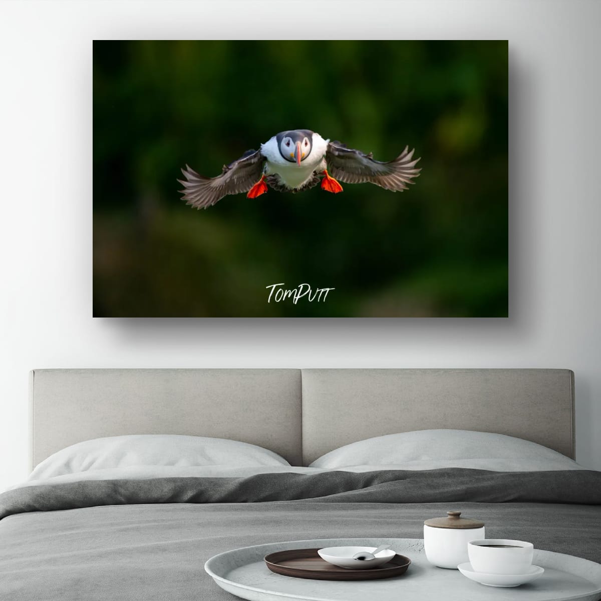Atlantic Puffin on Approach