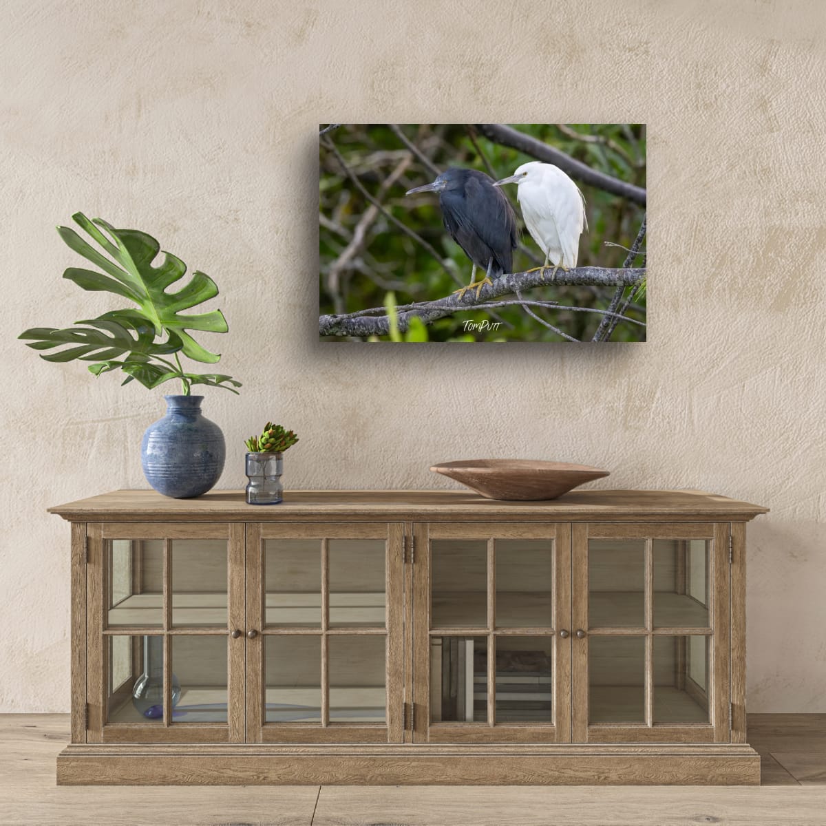 Eastern Reef Herons in Harmony