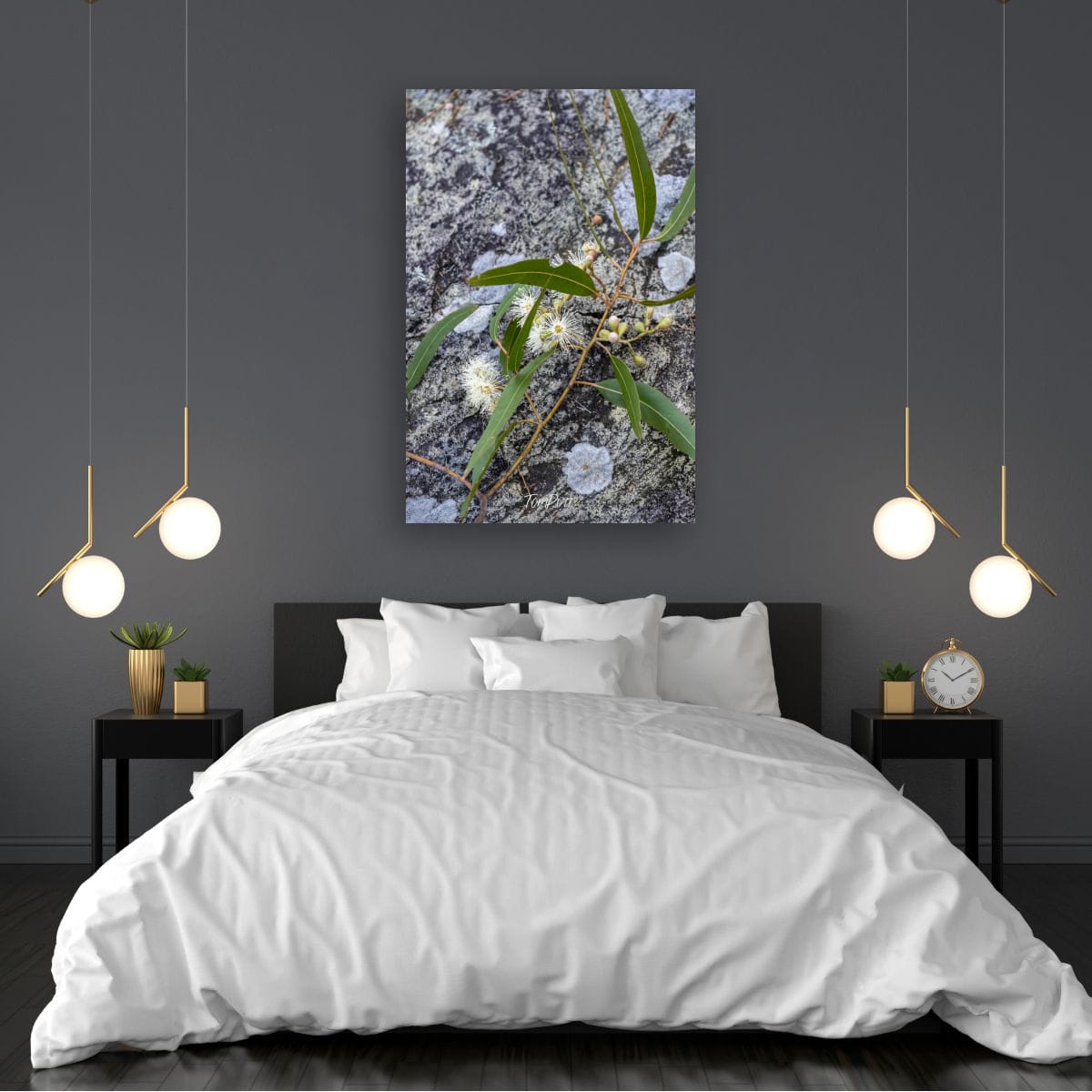 Flowering Gum, Carnarvon Gorge
