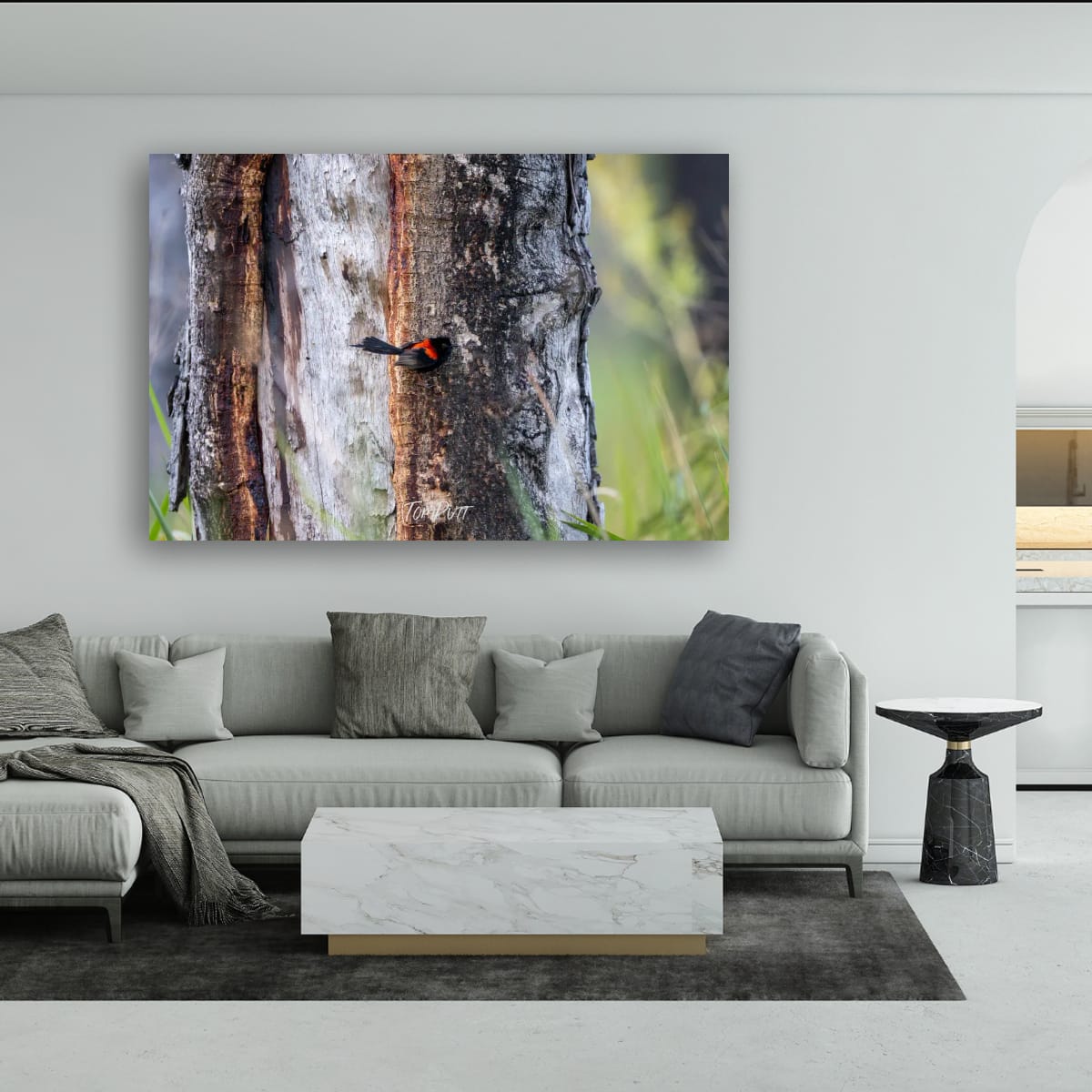 Bark Hopping Red-Backed Fairy Wren