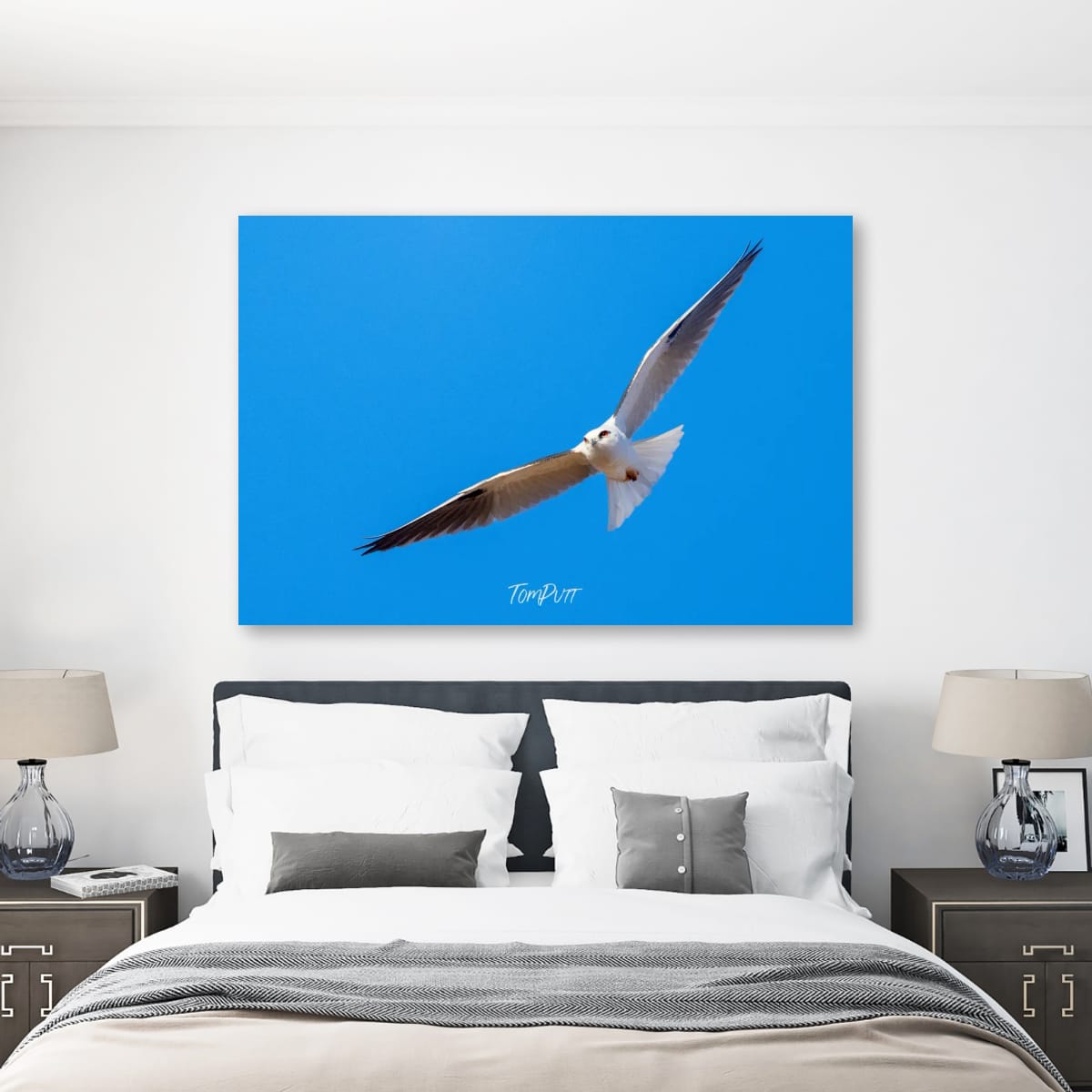 Gliding. Black-Shouldered Kite