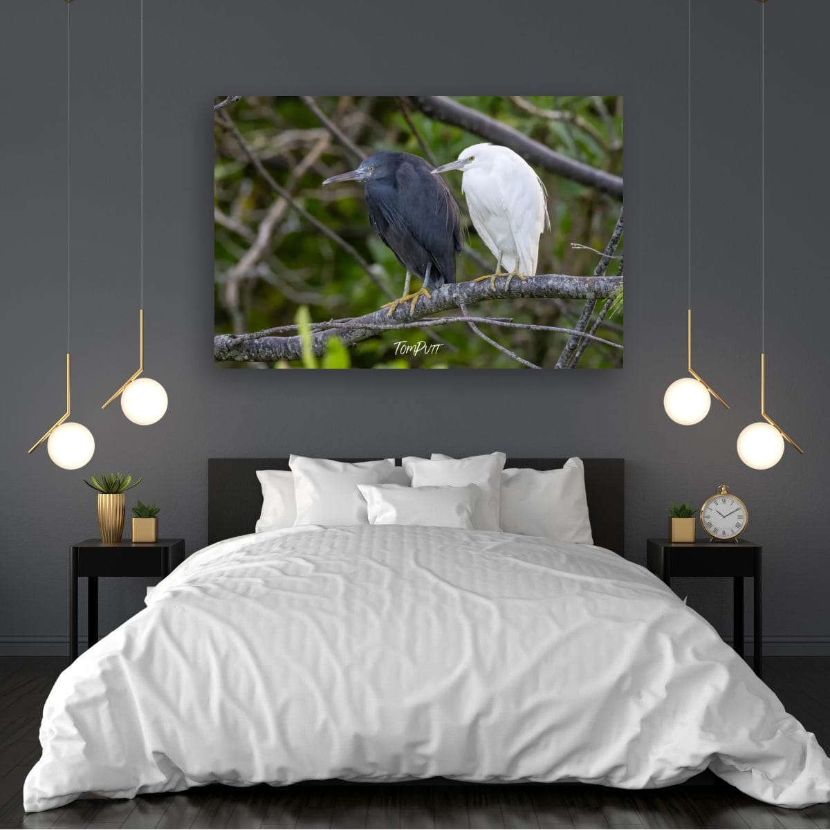 Eastern Reef Herons in Harmony