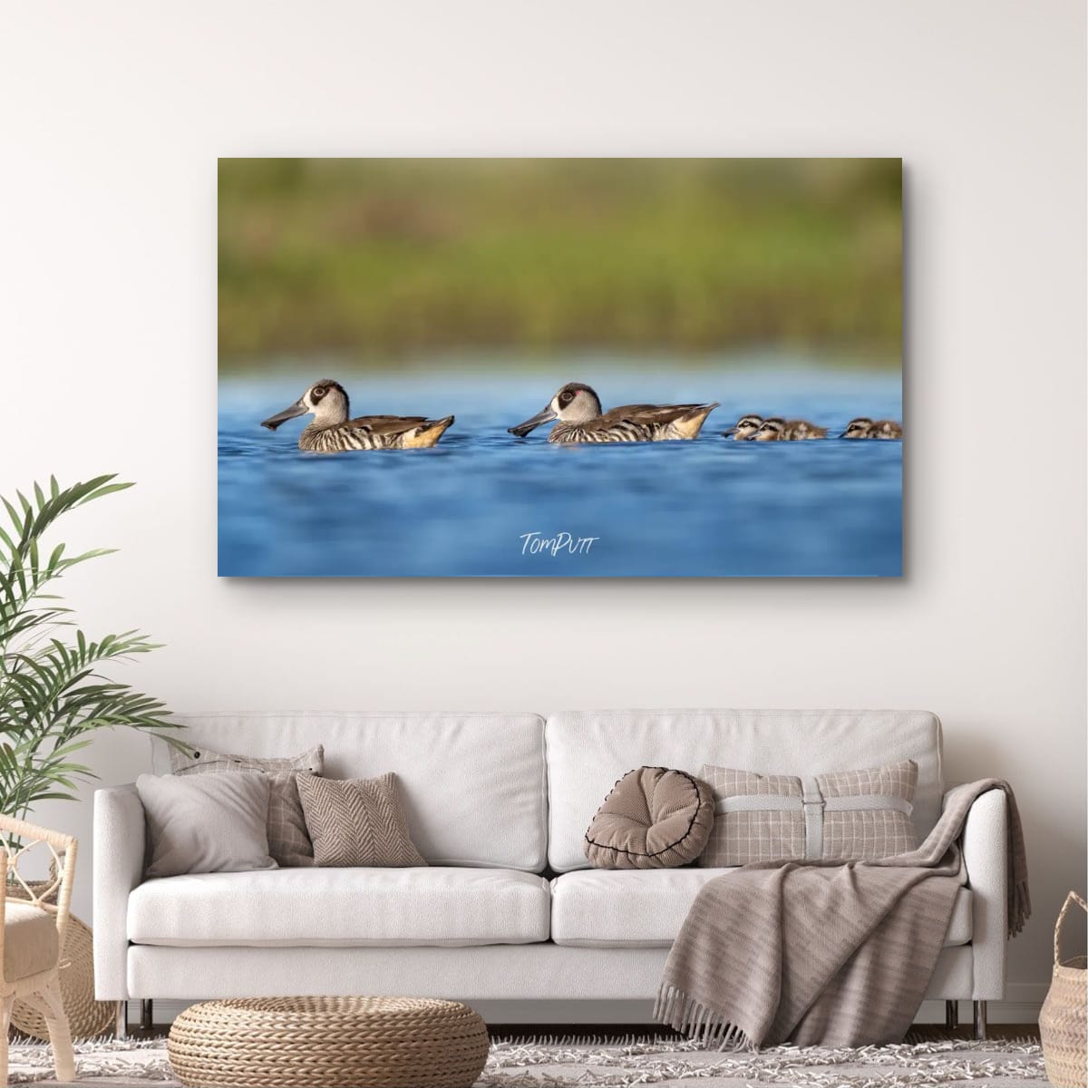 Family Outing. Pink-Eared Duck