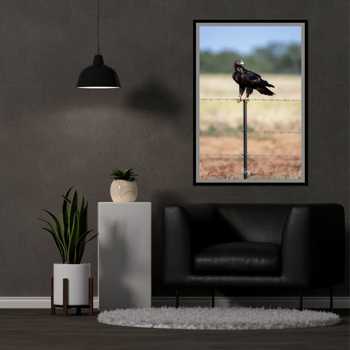 Perched. Wedge-Tailed Eagle