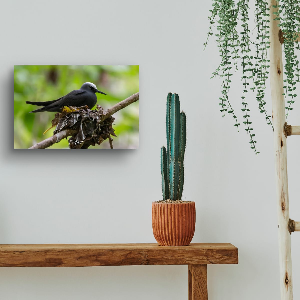 Heron Island Nesting: Black Noddy