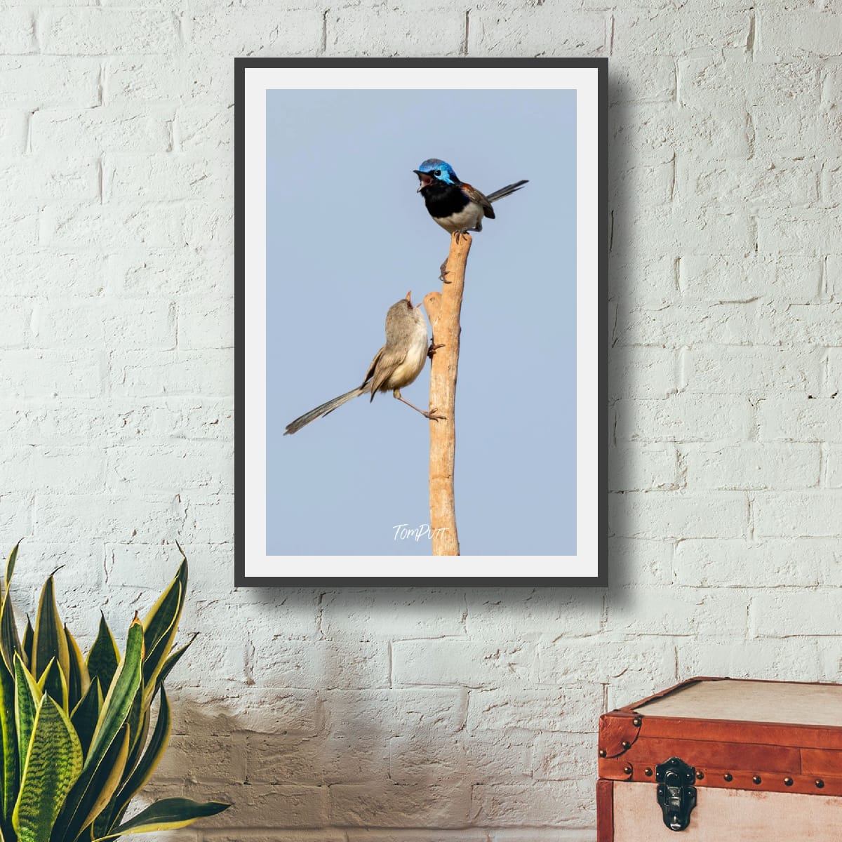 Purple-Backed Fairy Wren Duet