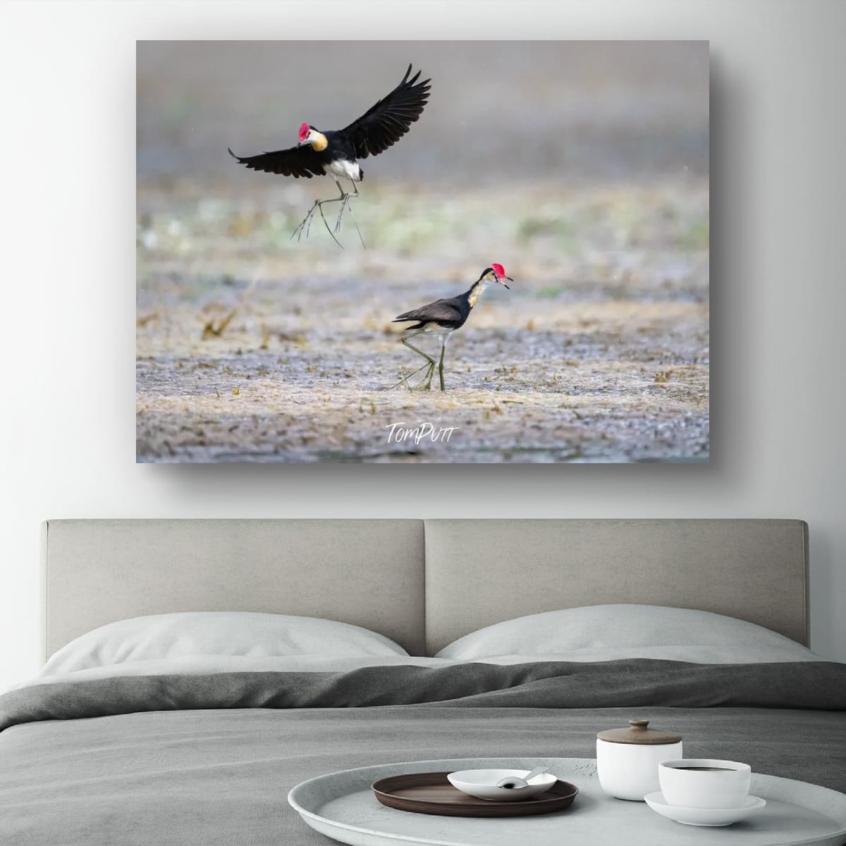 Comb-Crested Jacana Pair