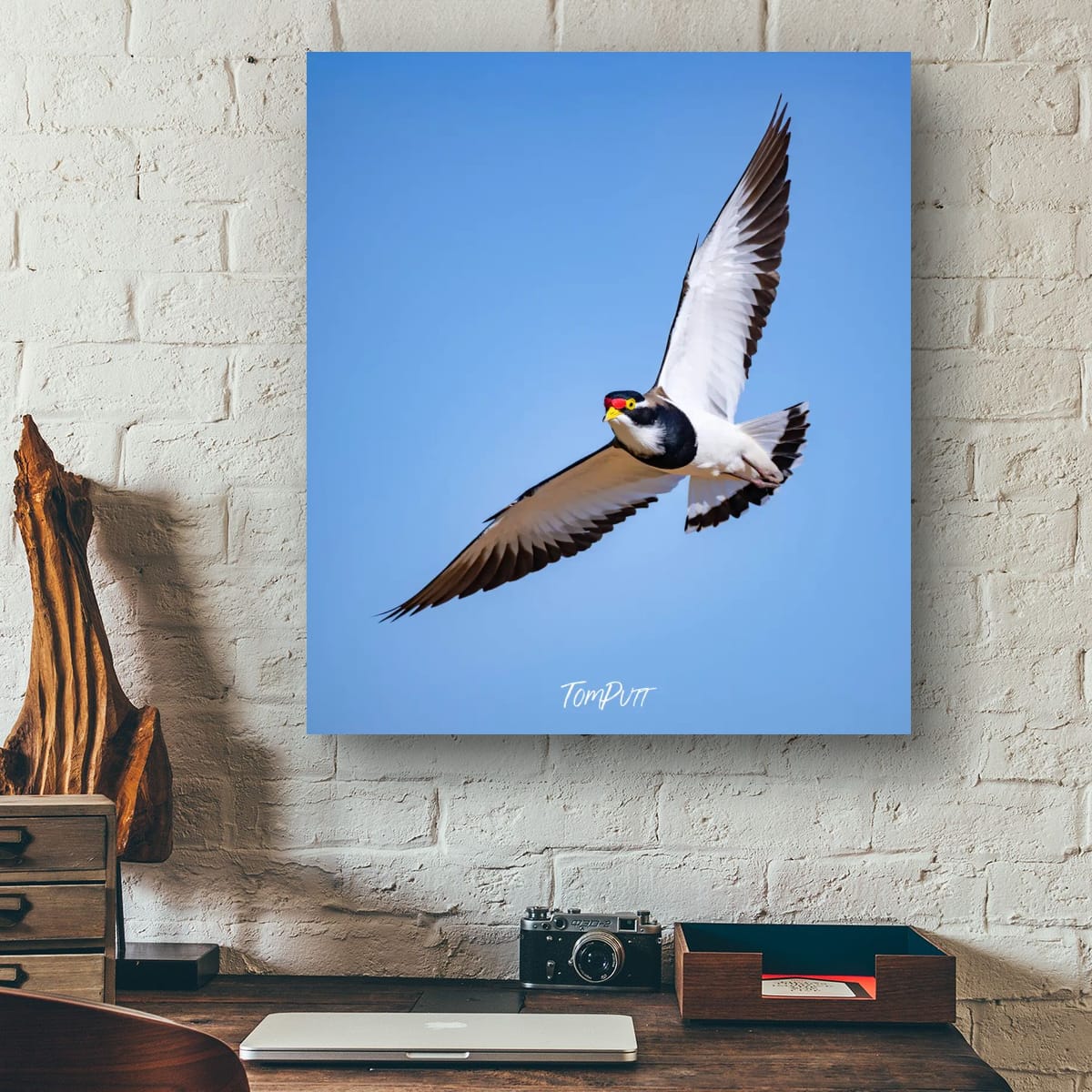 Banded Lapwing in Flight