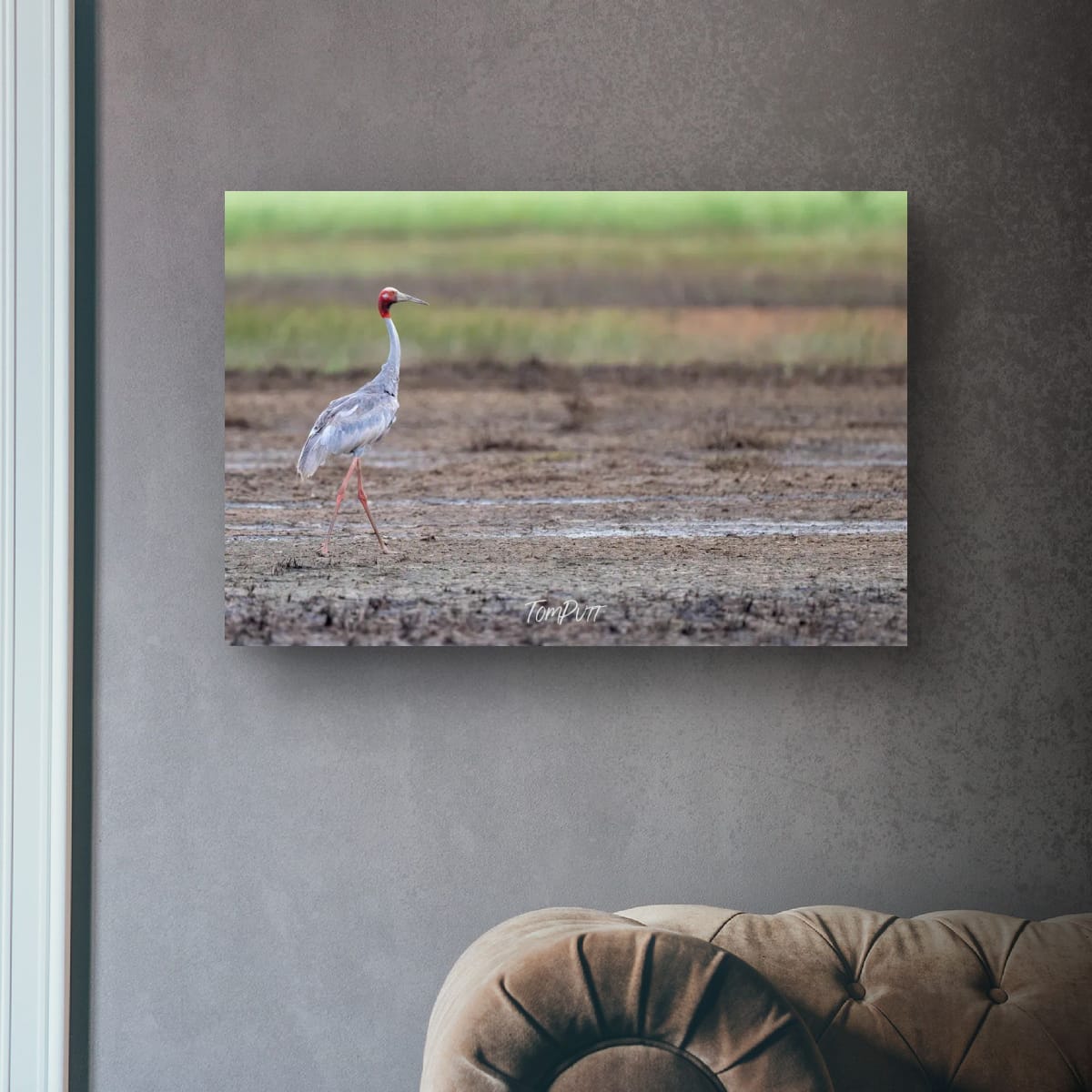 Sarus Crane Strolling