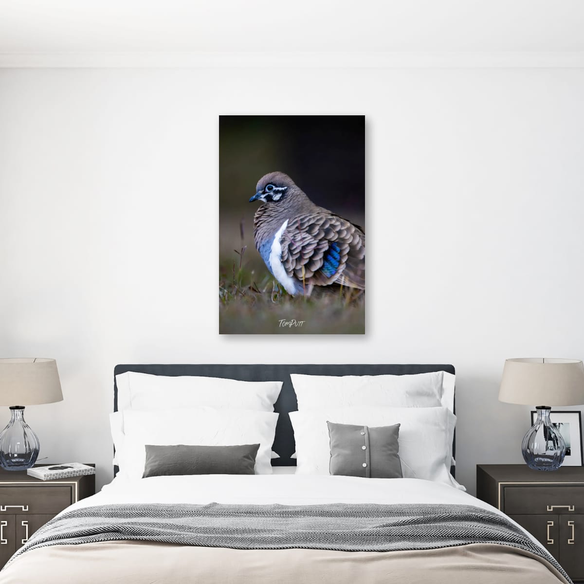 Squatter Pigeon, Carnarvon Gorge