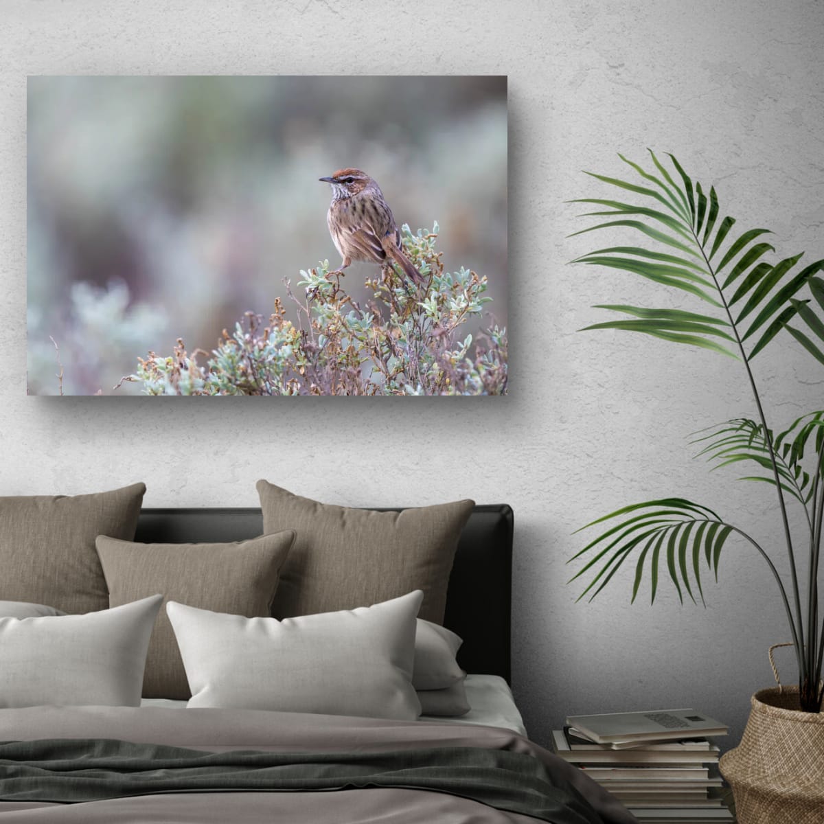 Feathered Pause. Rufous Fieldwren
