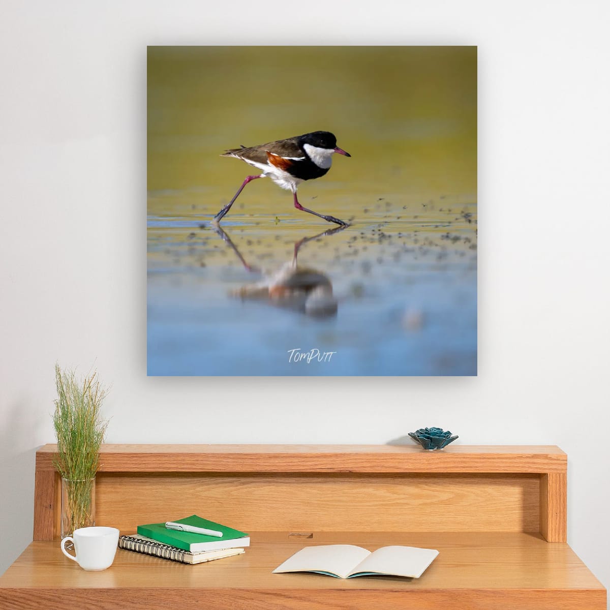 Striding. Red-Kneed Dotterel