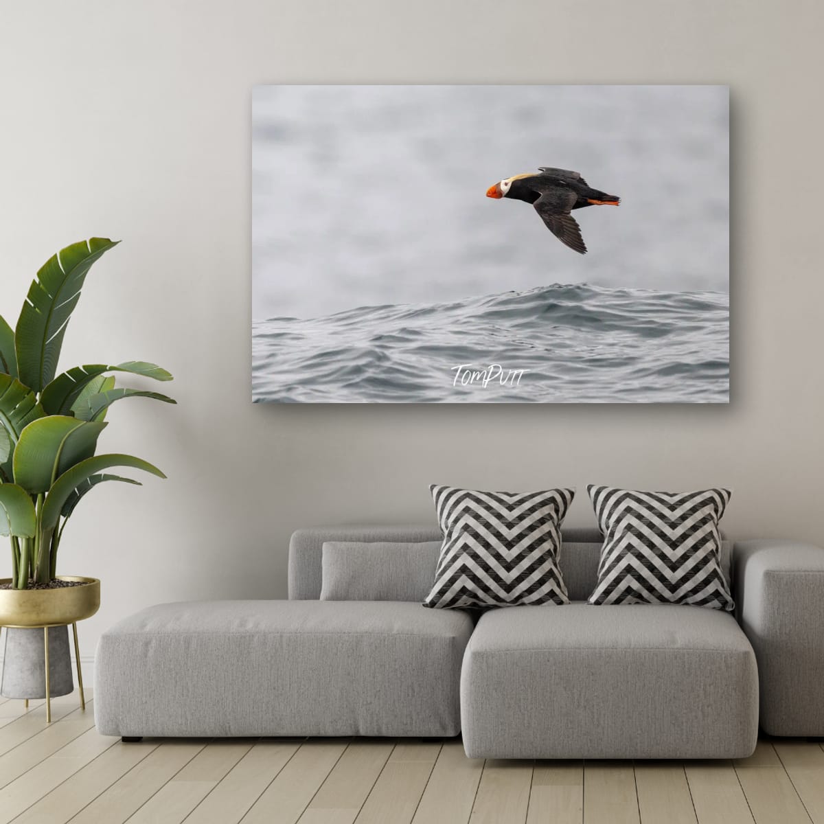 Wave Skimming Tufted Puffin