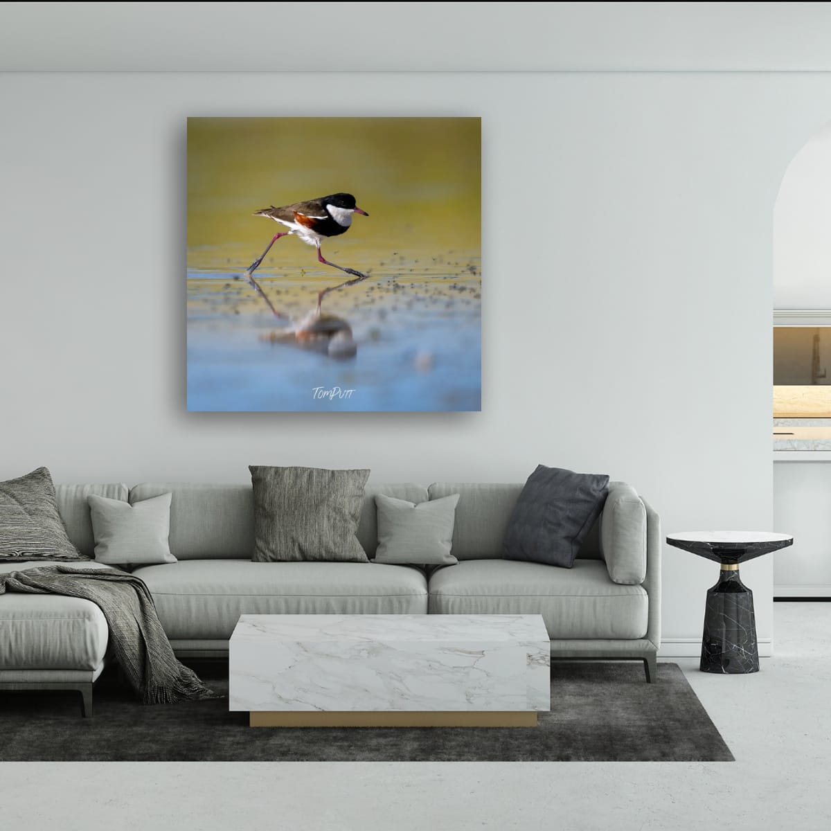 Striding. Red-Kneed Dotterel