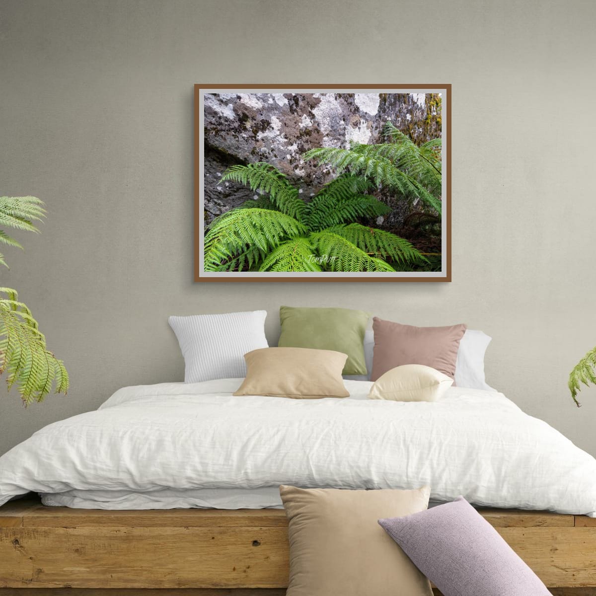Ferns and Boulders, Mt Baw Baw