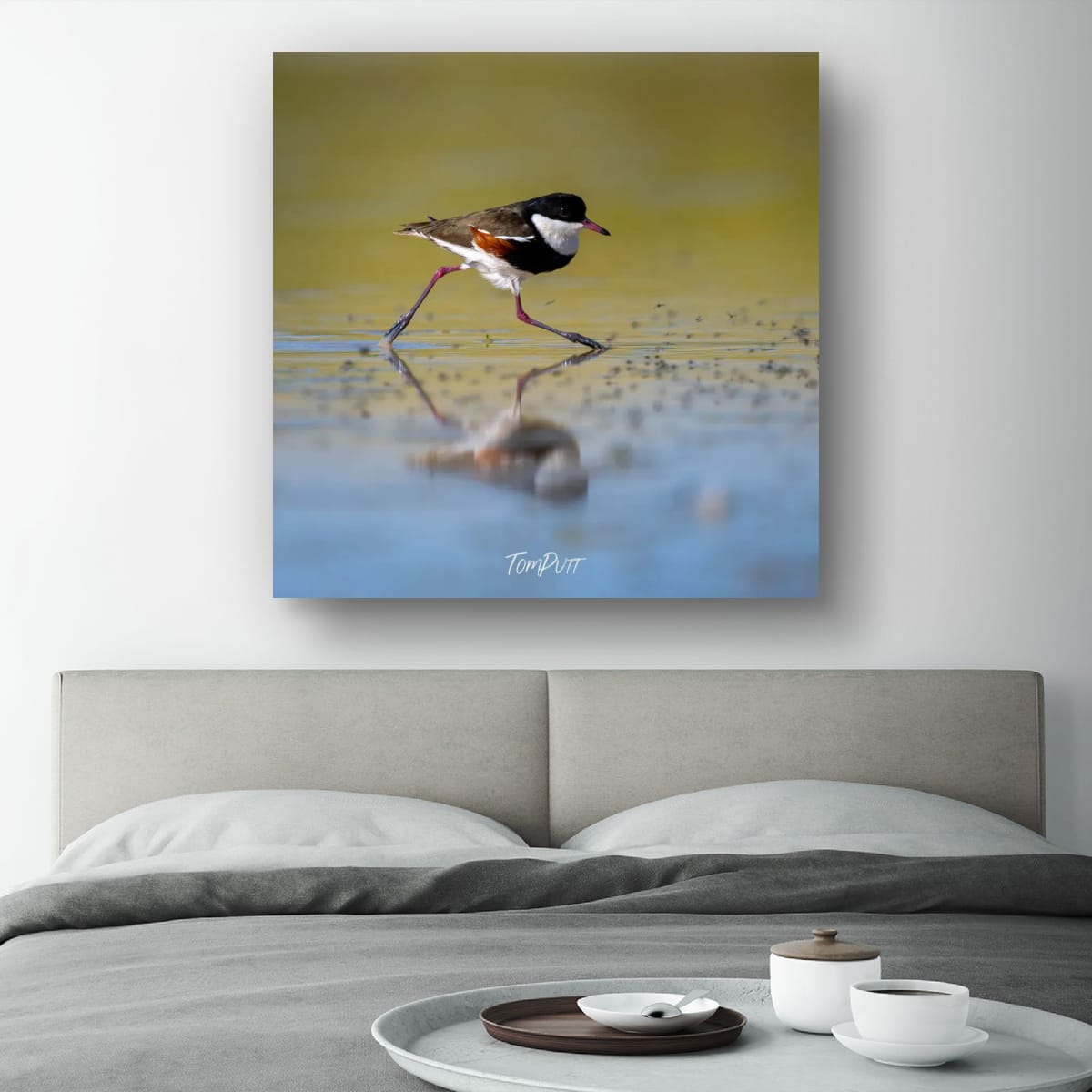 Striding. Red-Kneed Dotterel
