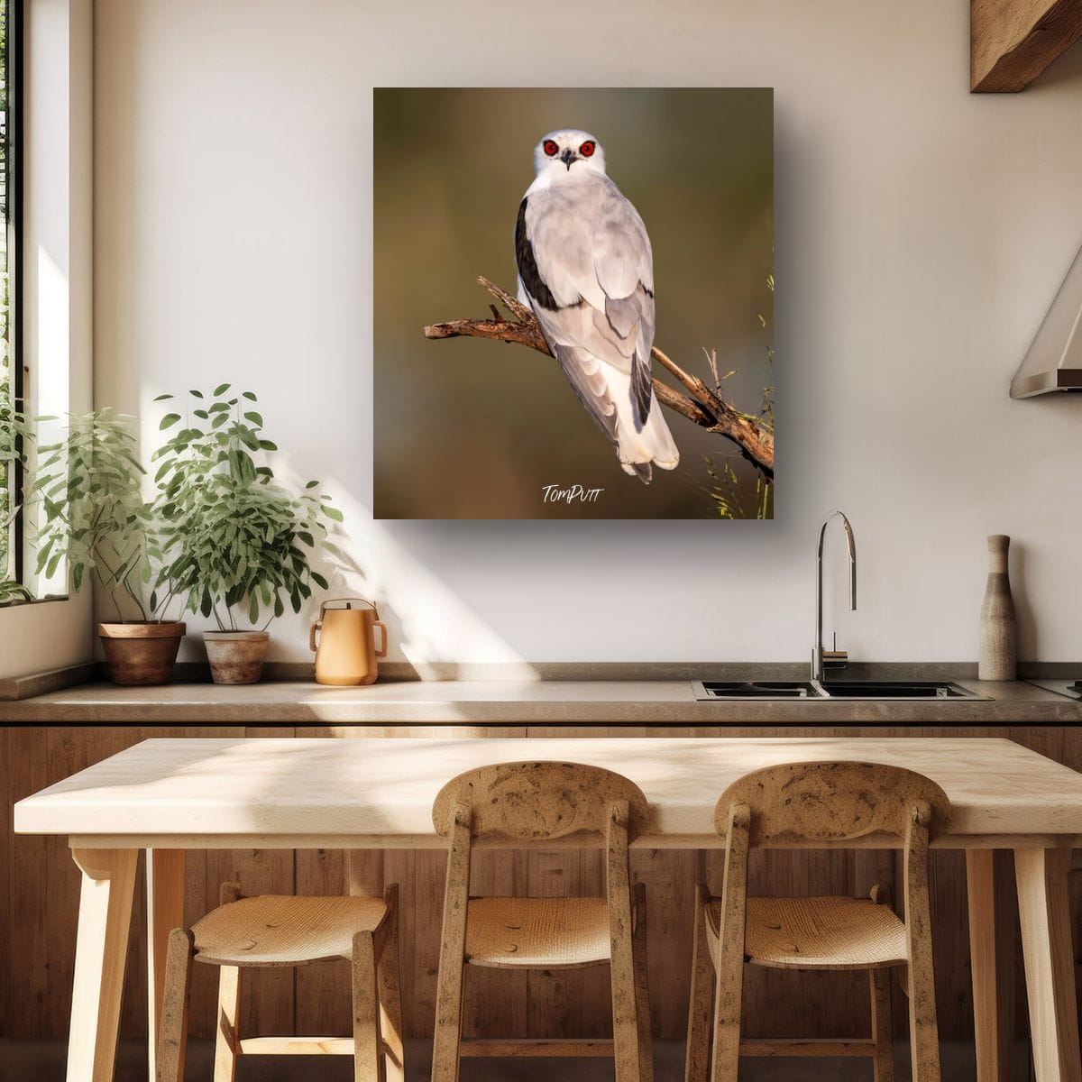 Eyes of the Letter-Winged Kite