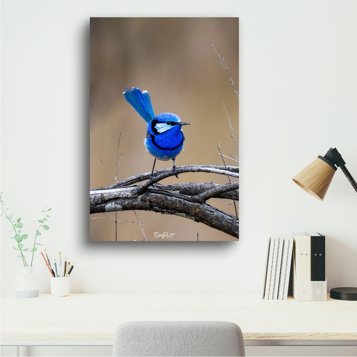 Splendid Wren
