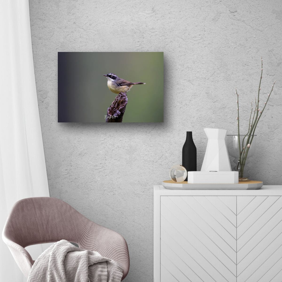 Carnarvon White-Browed Scrubwren