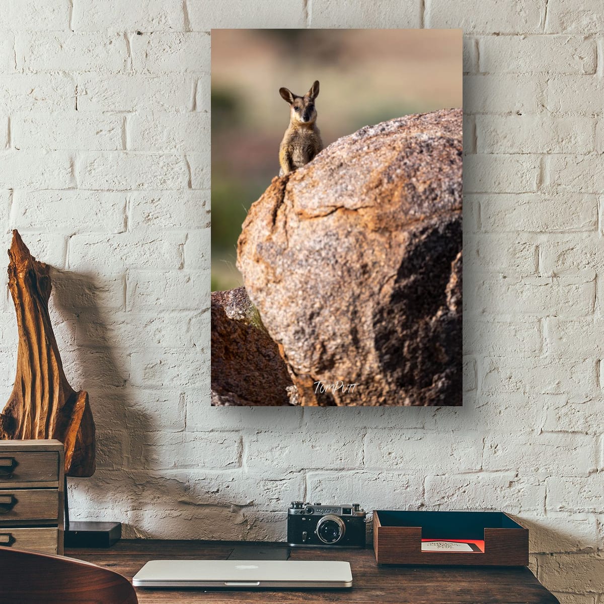 Blend In. Purple-Necked Rock Wallaby