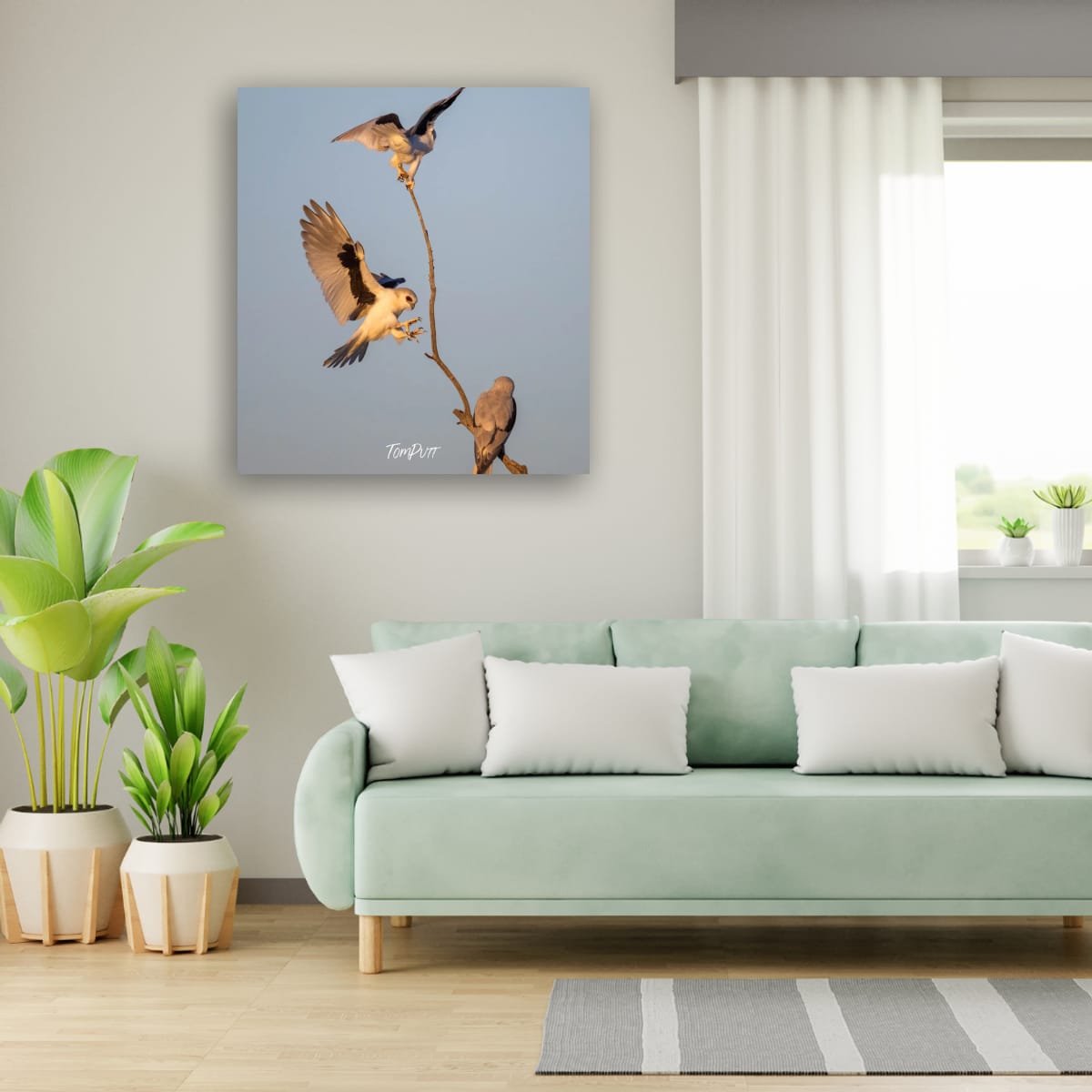 Letter-Winged Kite Trio