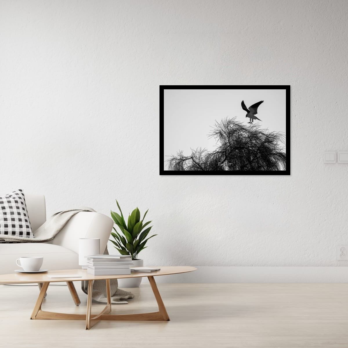 Gentle Landing. Black-Shouldered Kite