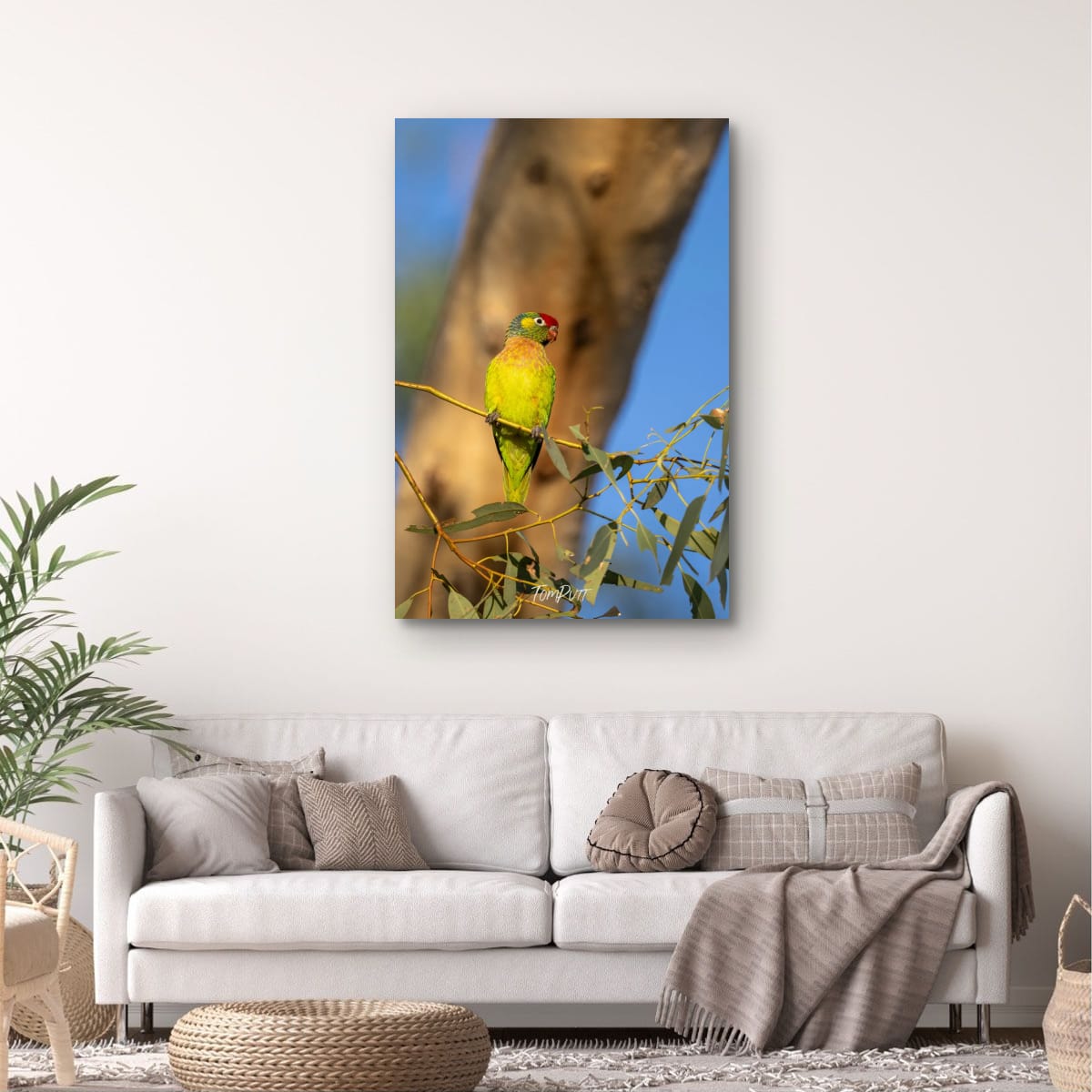 Sunlit Perch. Varied Lorikeet