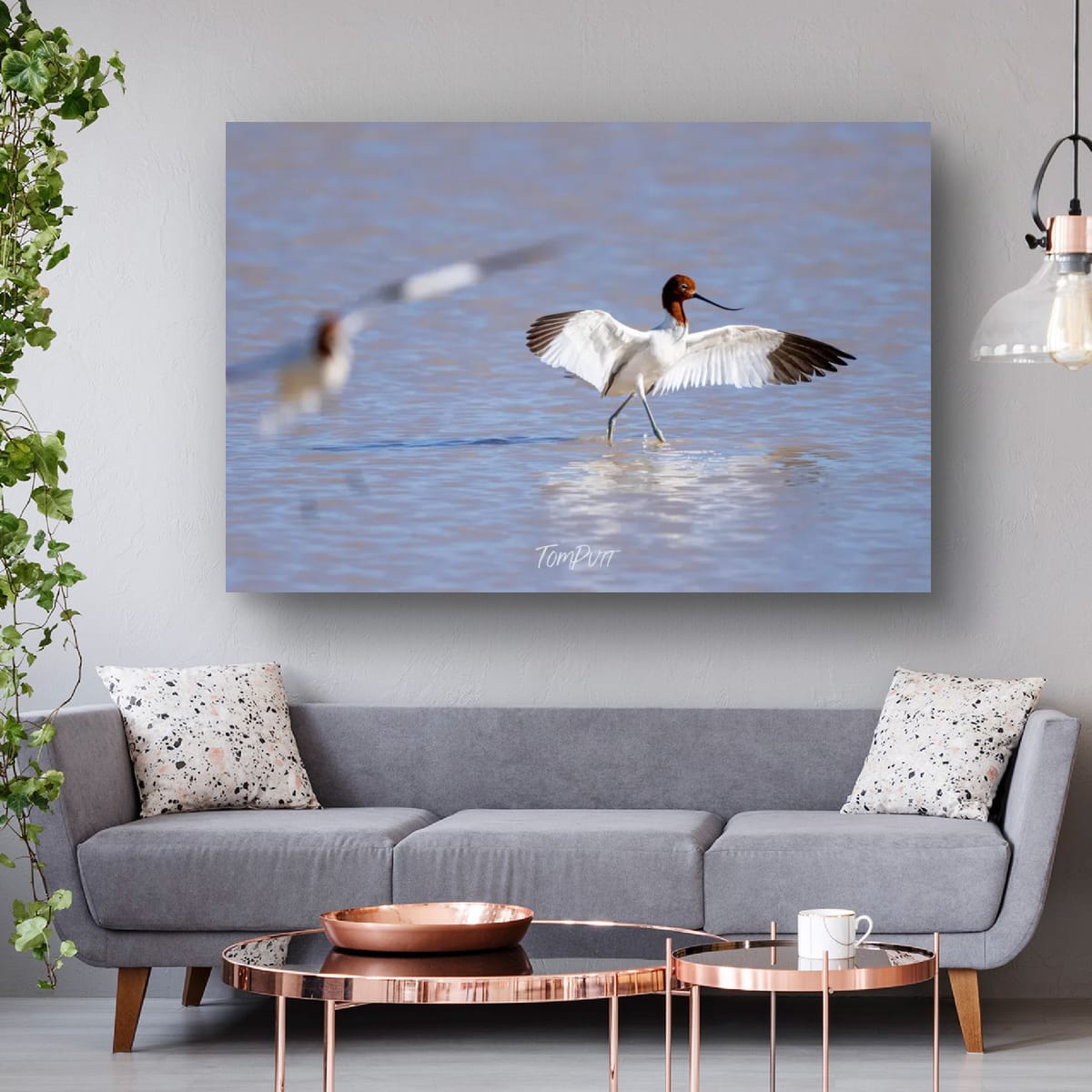 Stretching. Red-Necked Avocet